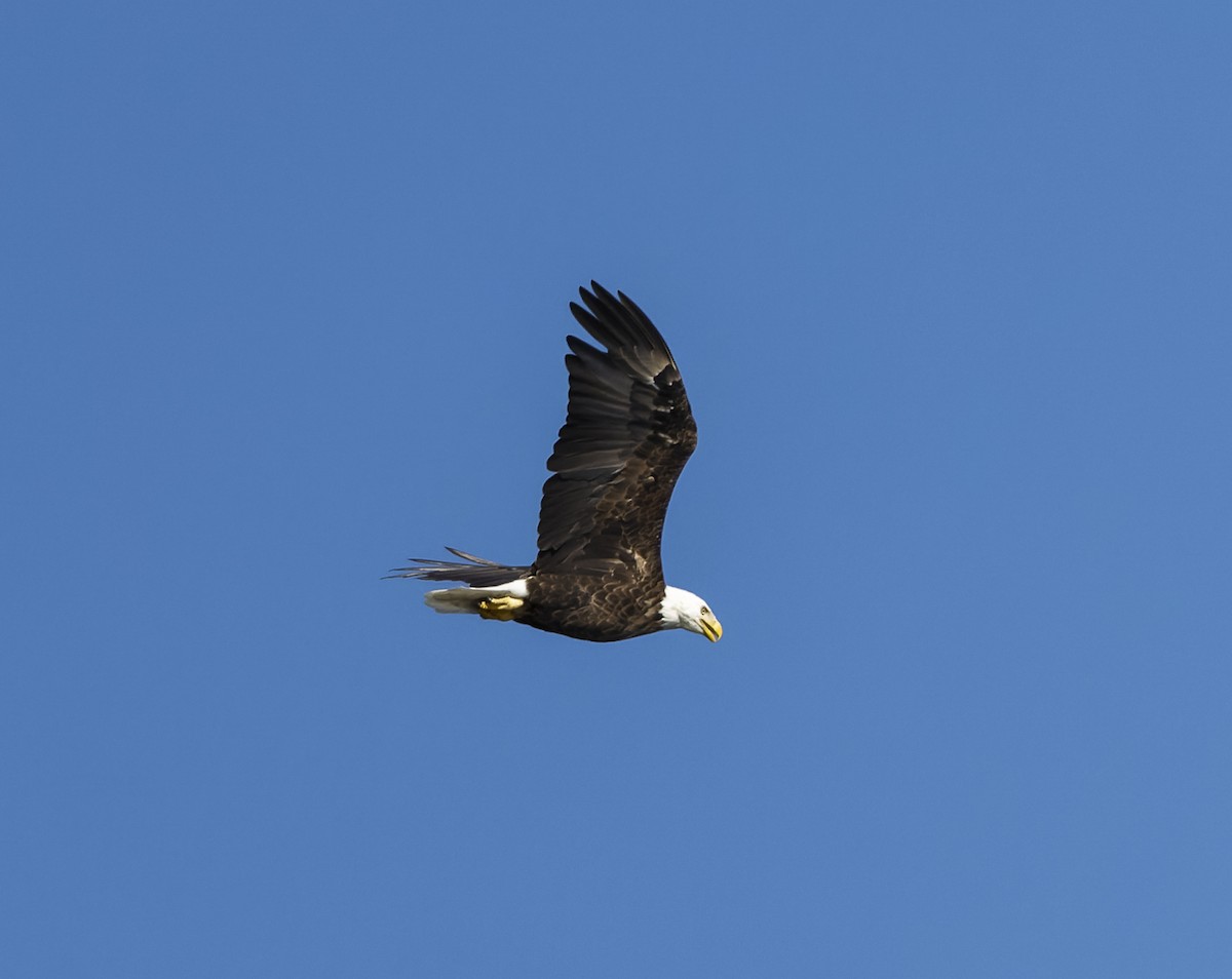 Bald Eagle - ML641268505