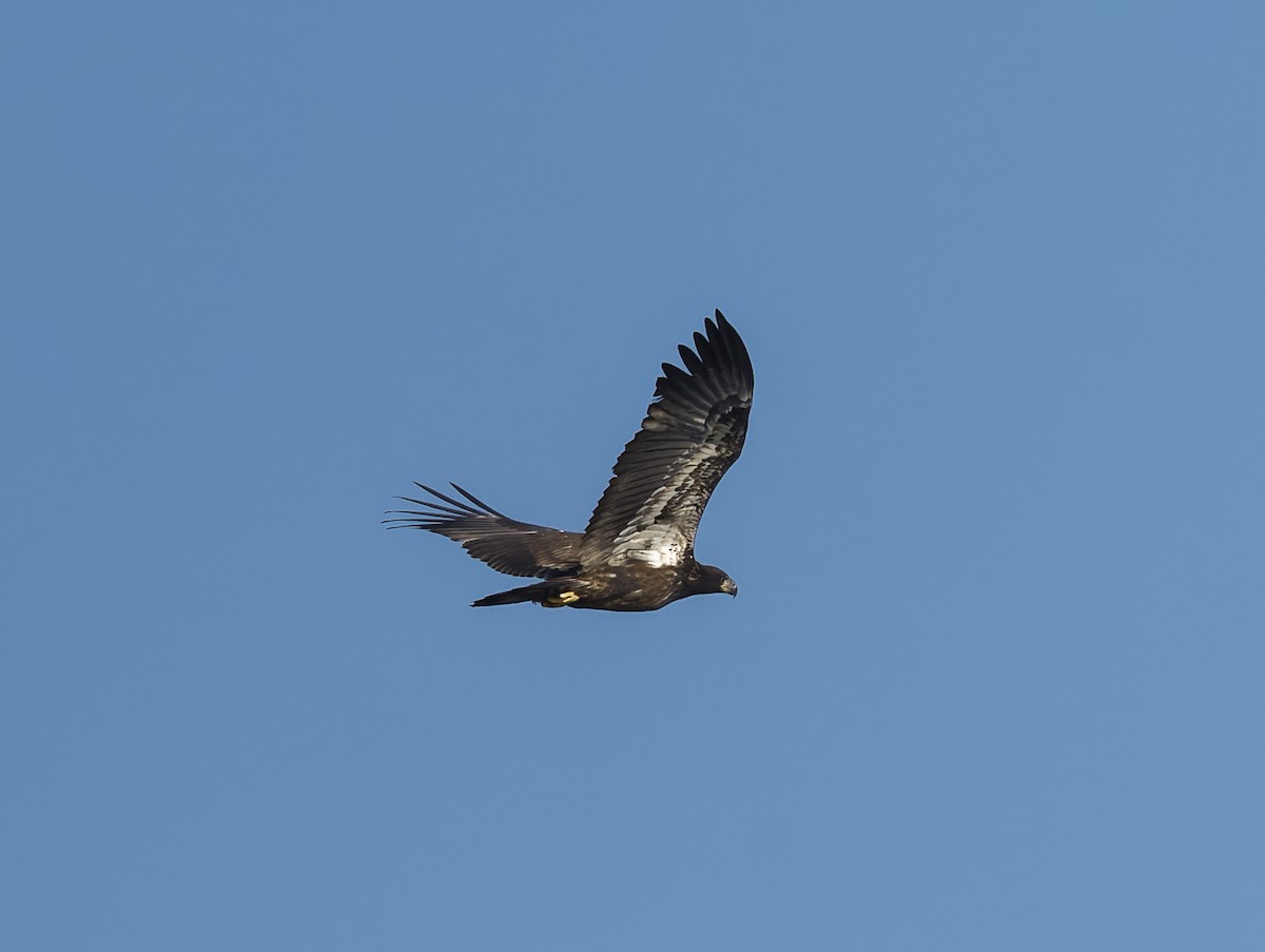 Bald Eagle - ML641268506