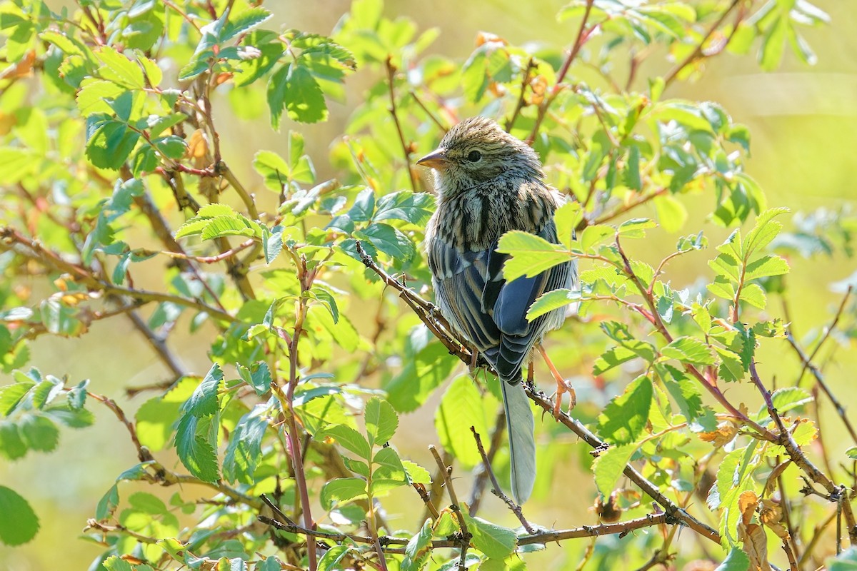 Chipping Sparrow - ML641268507