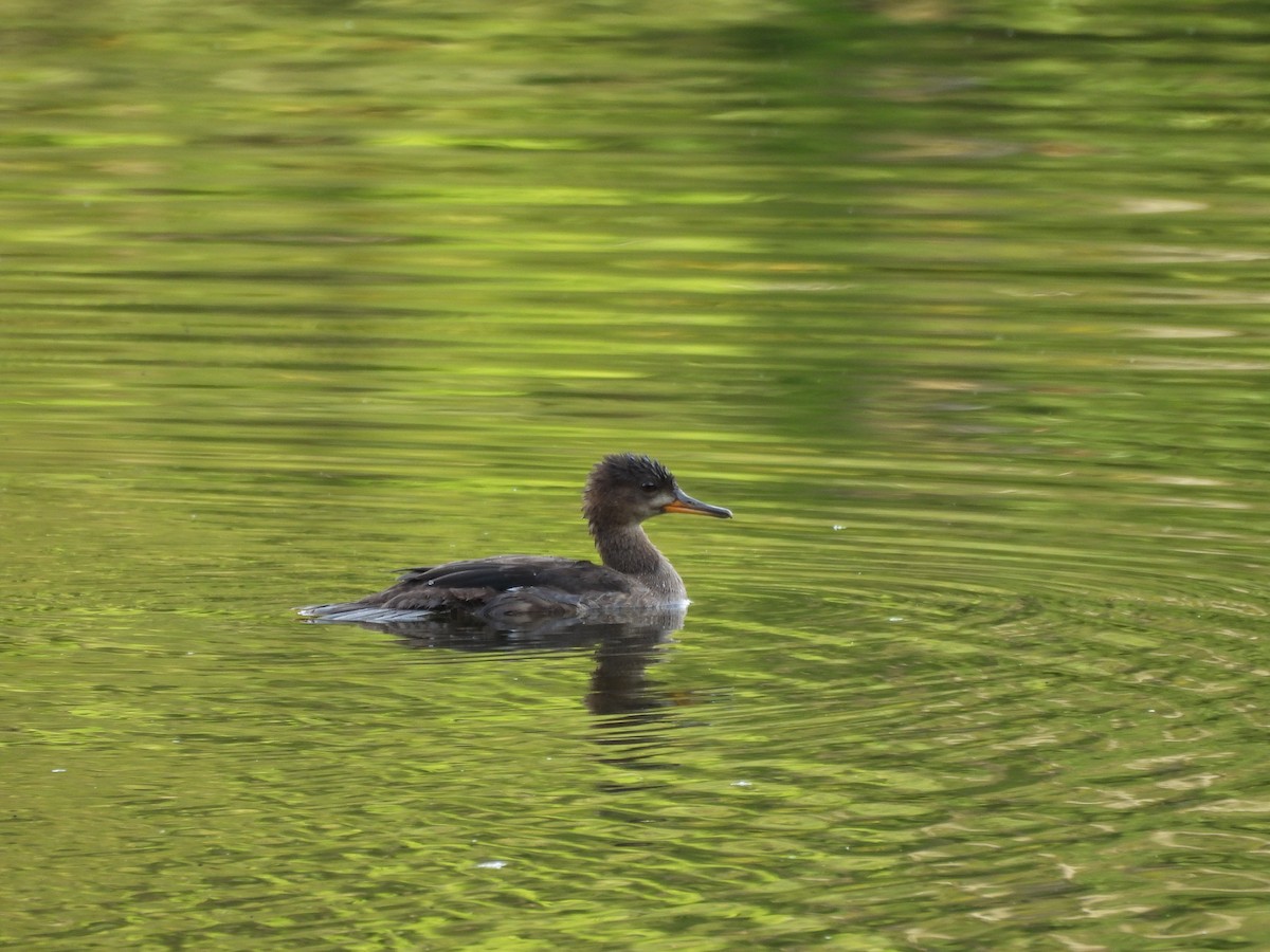 Hooded Merganser - ML641268530