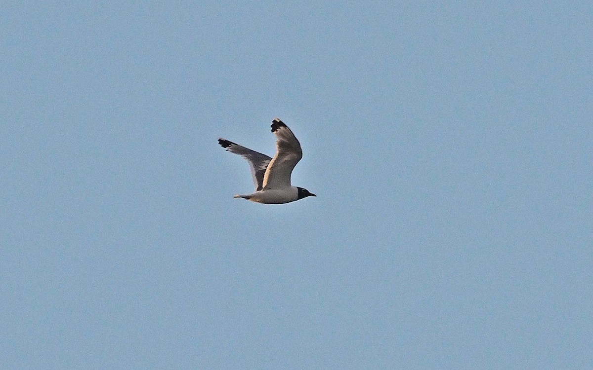 Franklin's Gull - ML641268531