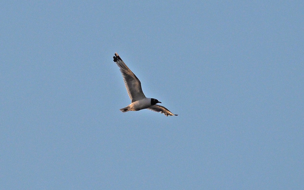Franklin's Gull - ML641268533