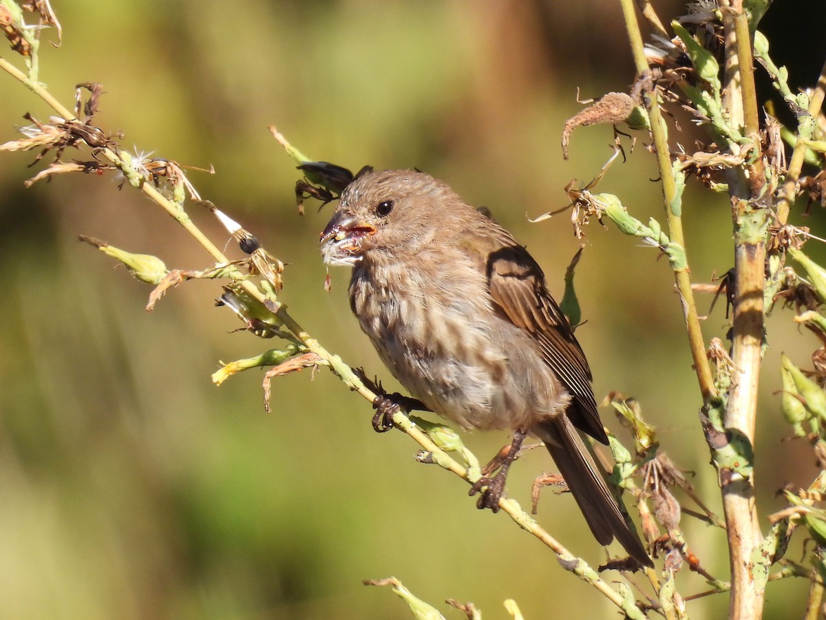 Purple Finch - ML641268552