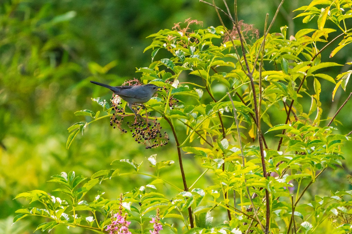 Gray Catbird - ML641268585