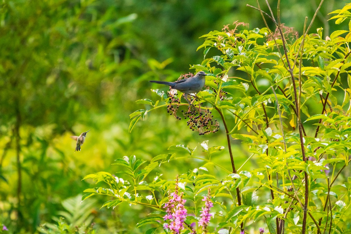 Gray Catbird - ML641268589