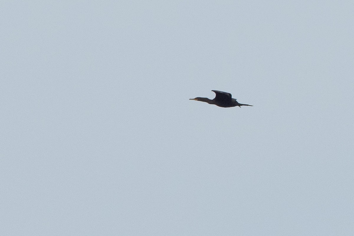 Cormoran à aigrettes - ML641268590