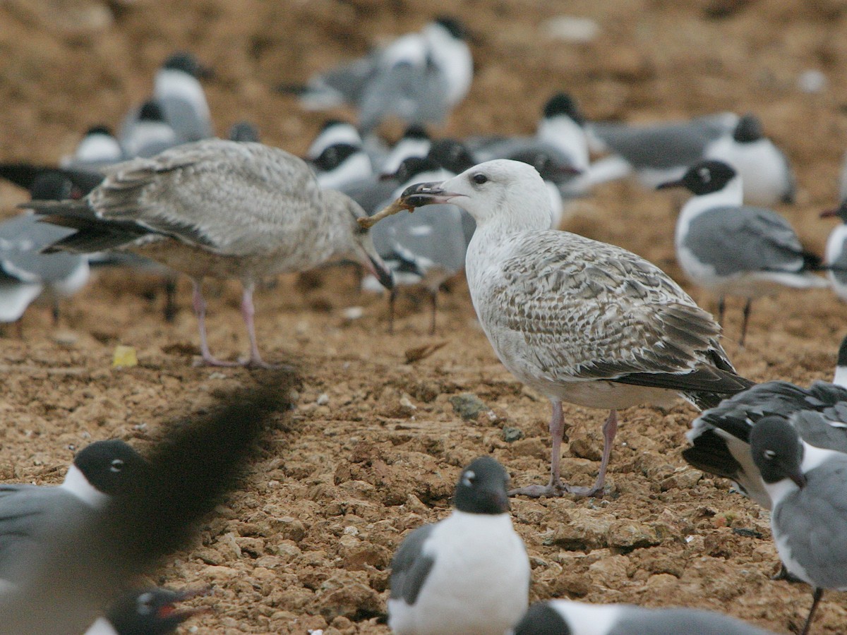 Great Black-backed Gull - ML641268596