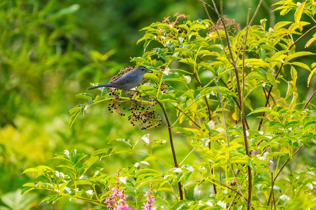 Gray Catbird - ML641268599