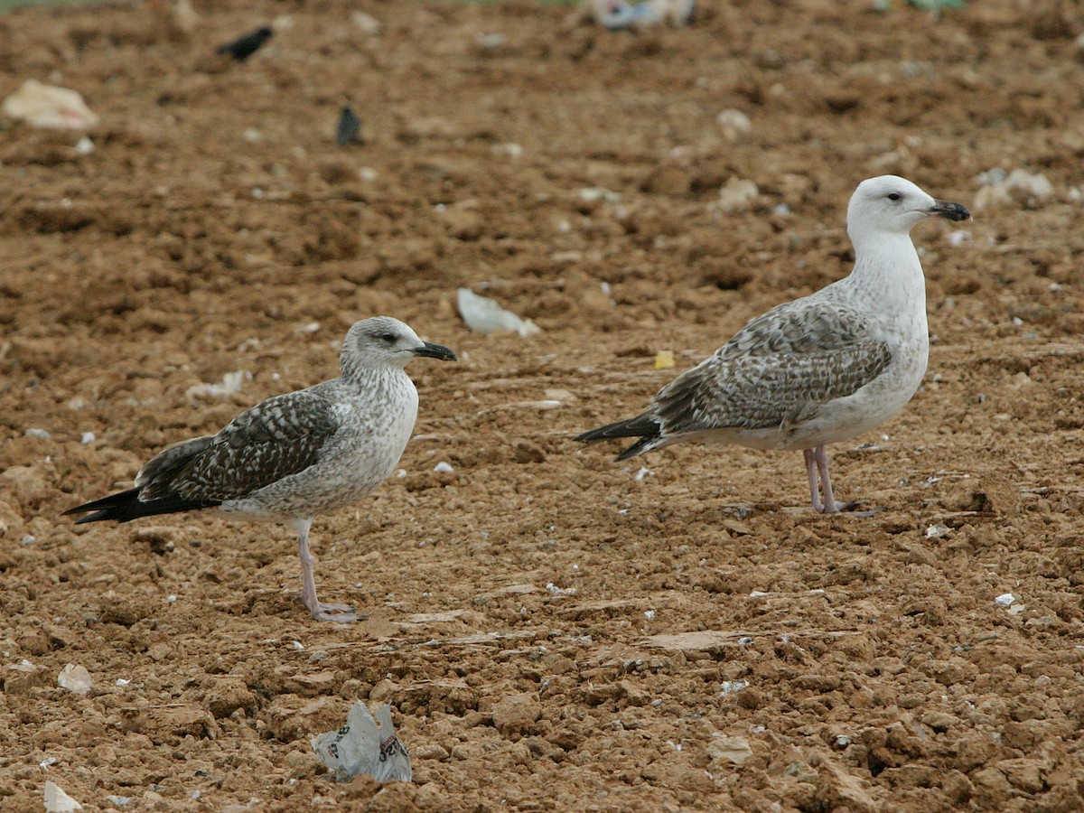 Great Black-backed Gull - ML641268601