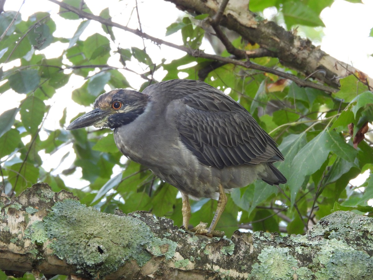 Yellow-crowned Night Heron - ML641268631