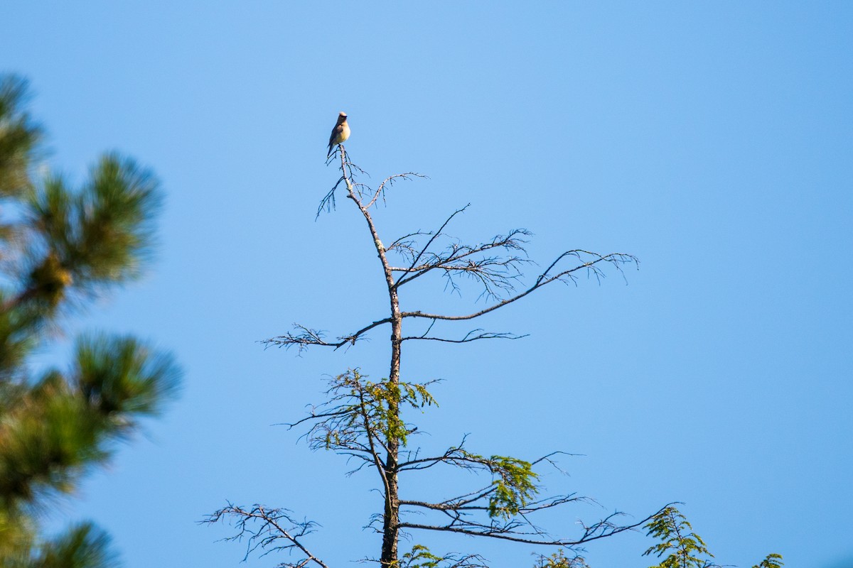 Cedar Waxwing - ML641268637