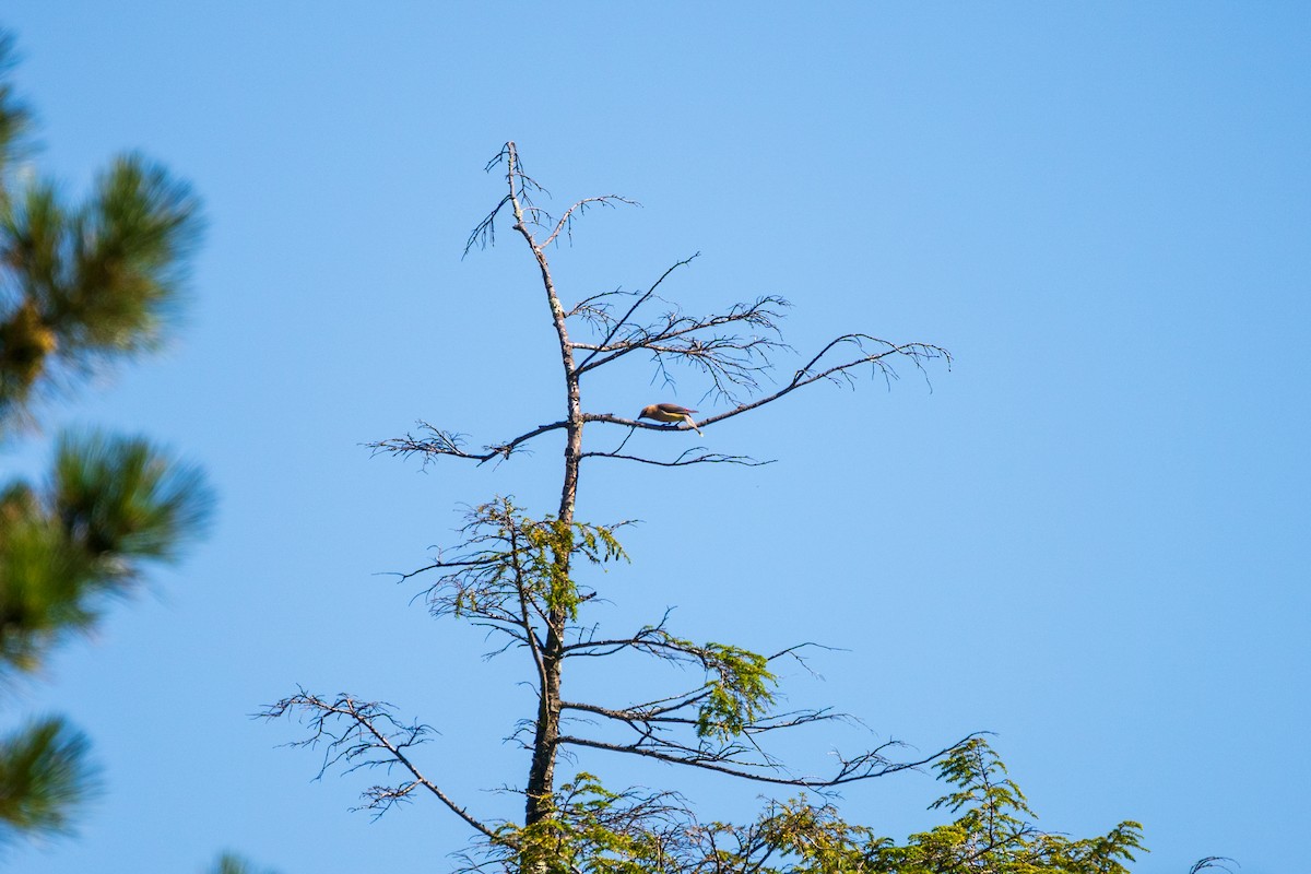 Cedar Waxwing - ML641268640