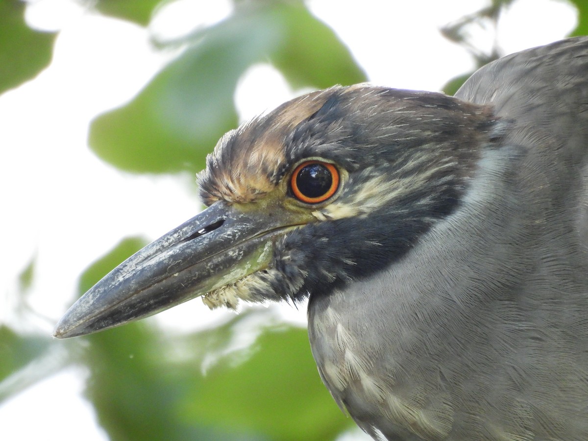 Yellow-crowned Night Heron - ML641268646