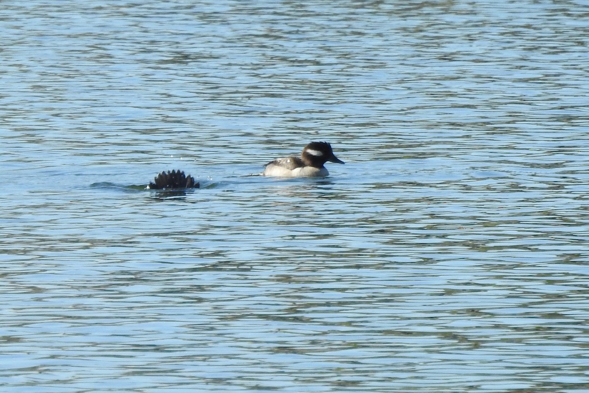 Bufflehead - ML641268667