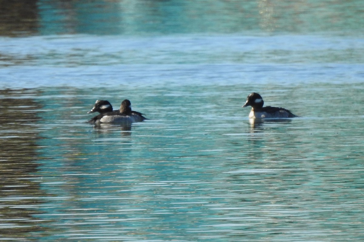 Bufflehead - ML641268668