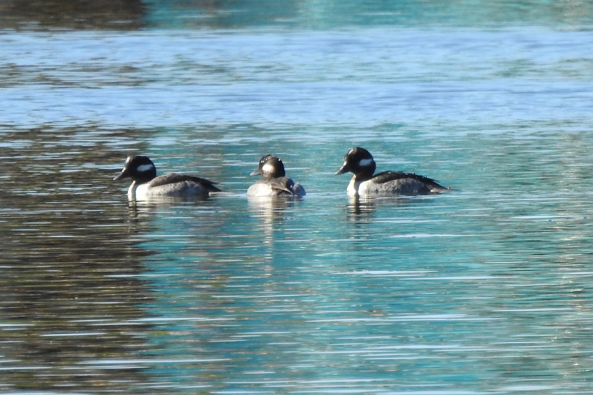 Bufflehead - ML641268669