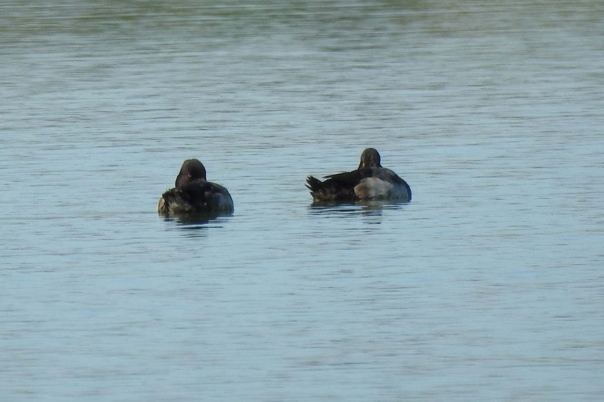 Bufflehead - ML641268670
