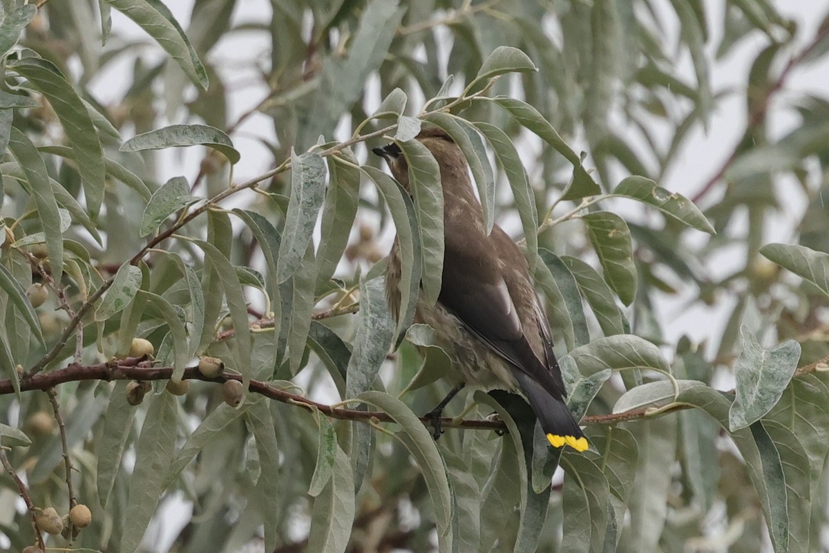 Cedar Waxwing - ML641268677