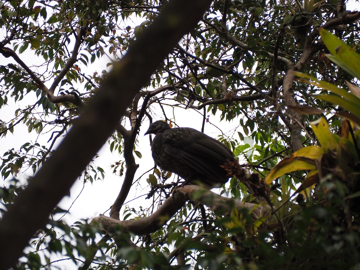Band-tailed Guan - ML641268684