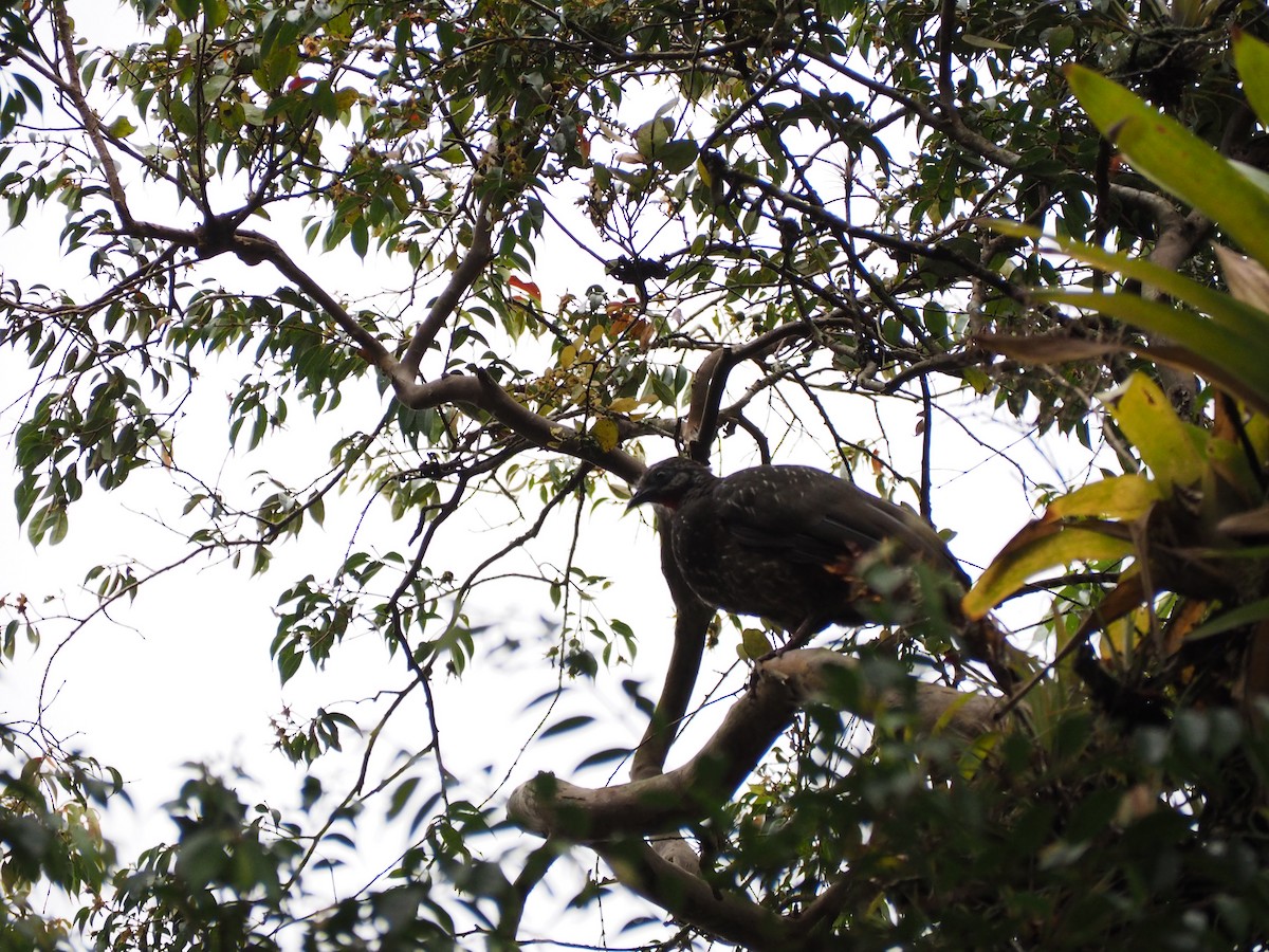 Band-tailed Guan - ML641268685