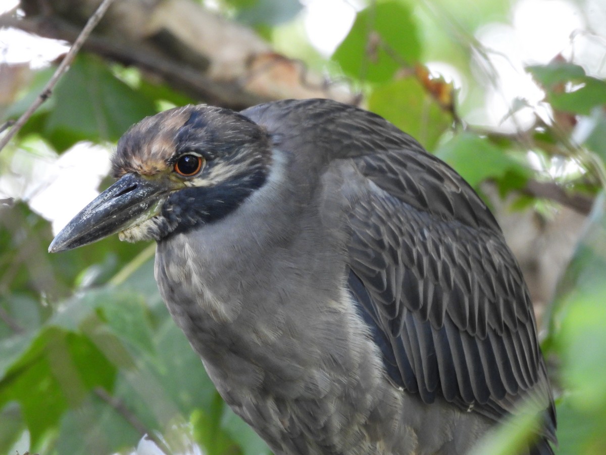 Yellow-crowned Night Heron - ML641268692