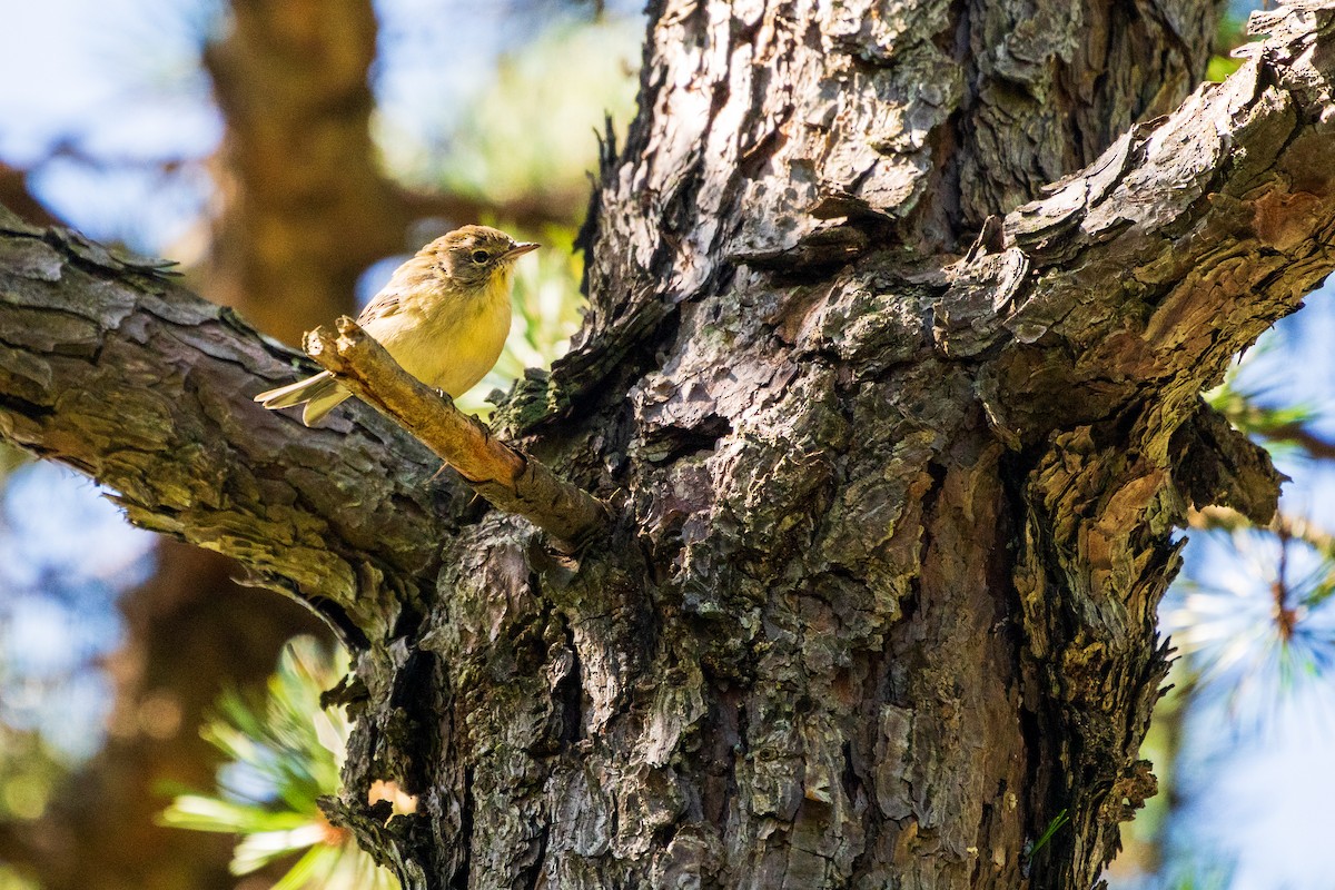 Pine Warbler - ML641268737