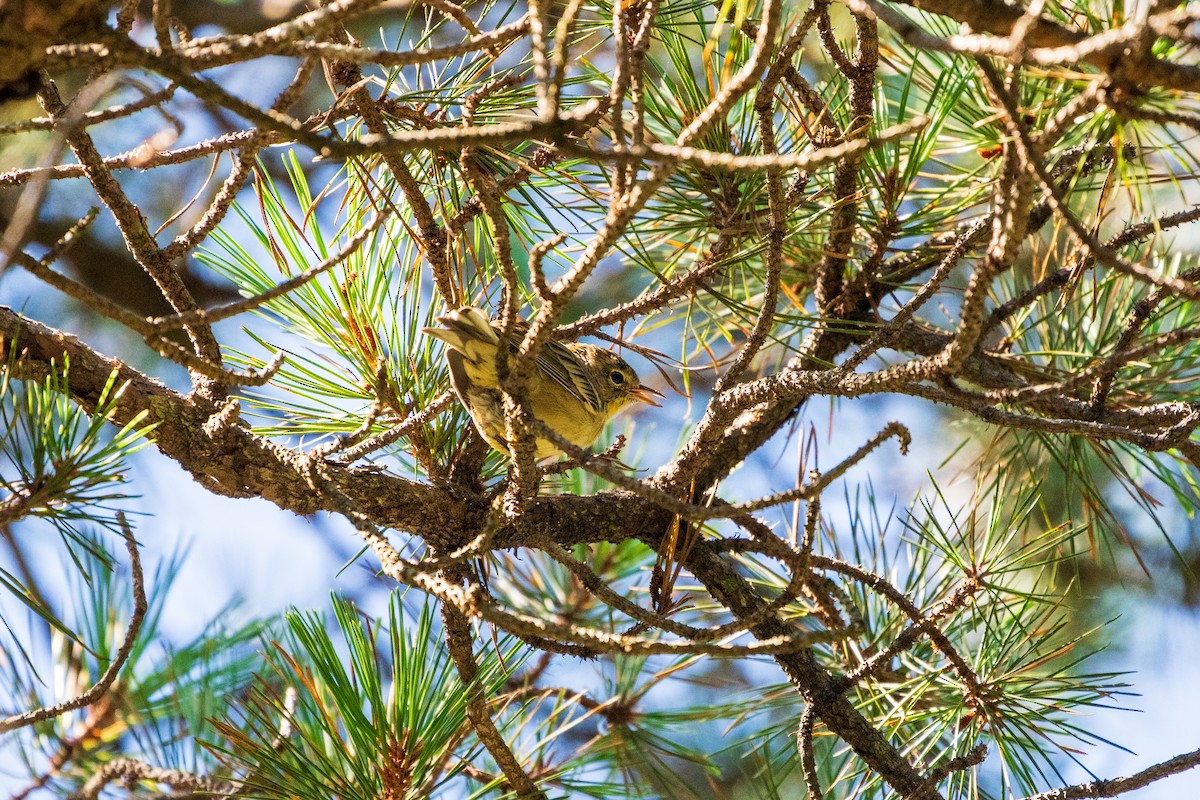 Pine Warbler - ML641268742
