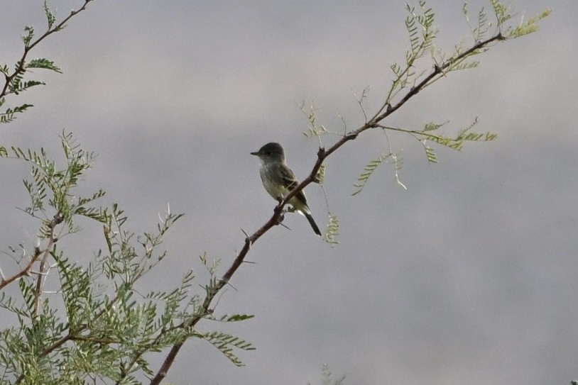 Gray Flycatcher - ML641268753