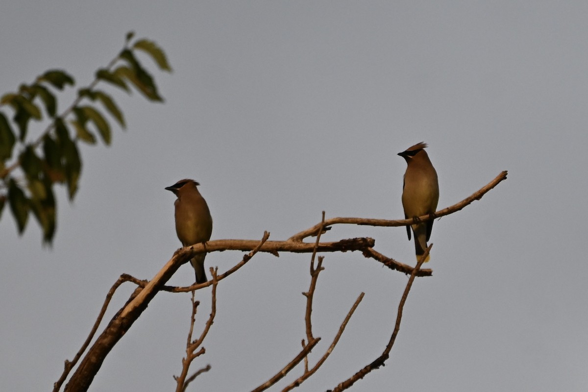 Cedar Waxwing - ML641268776