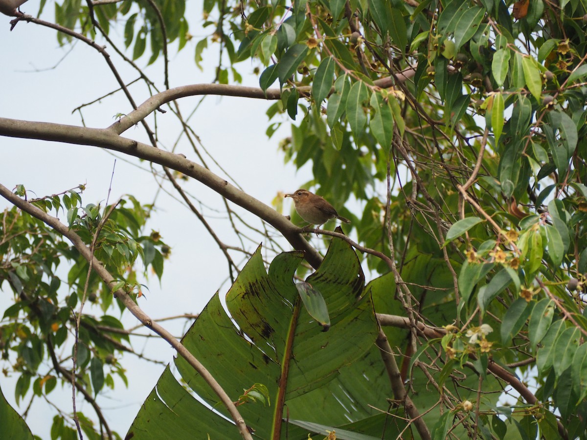 Mountain Wren - ML641268798