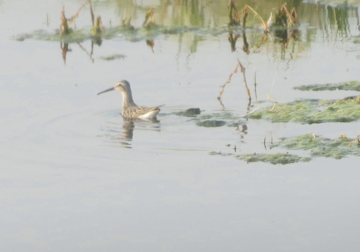 Stilt Sandpiper - ML641268806