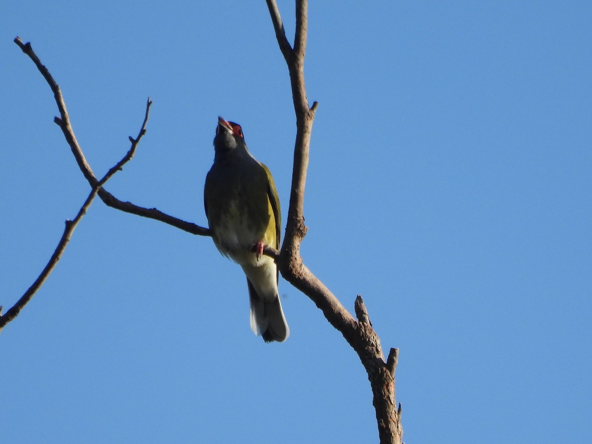 Australasian Figbird - ML641268810