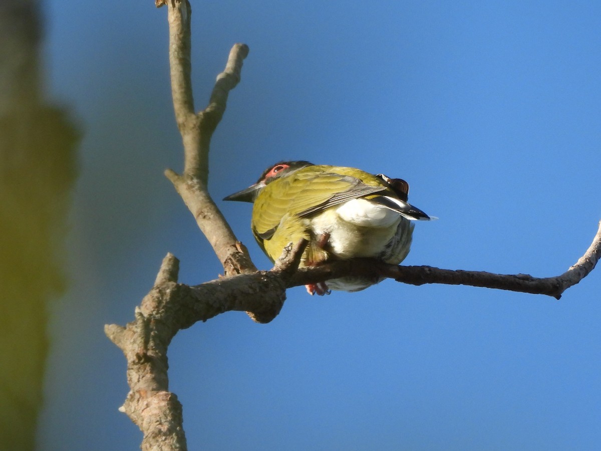 Australasian Figbird - ML641268811