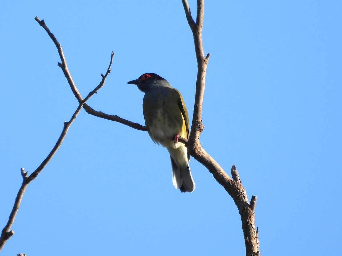 Australasian Figbird - ML641268812