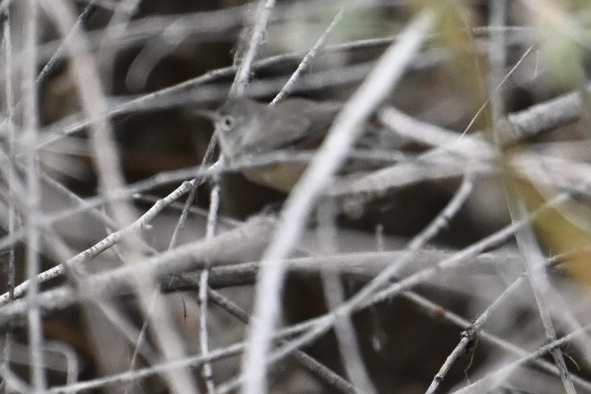 Virginia's Warbler - ML641268872