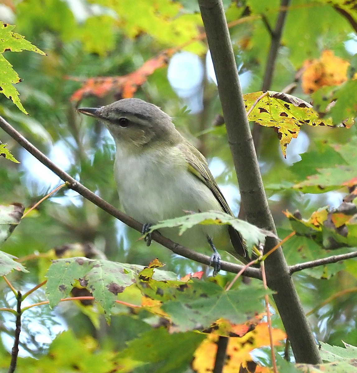Red-eyed Vireo - ML641268880