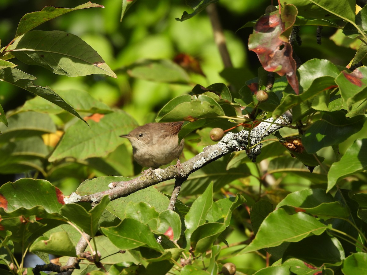 Northern House Wren - ML641268900