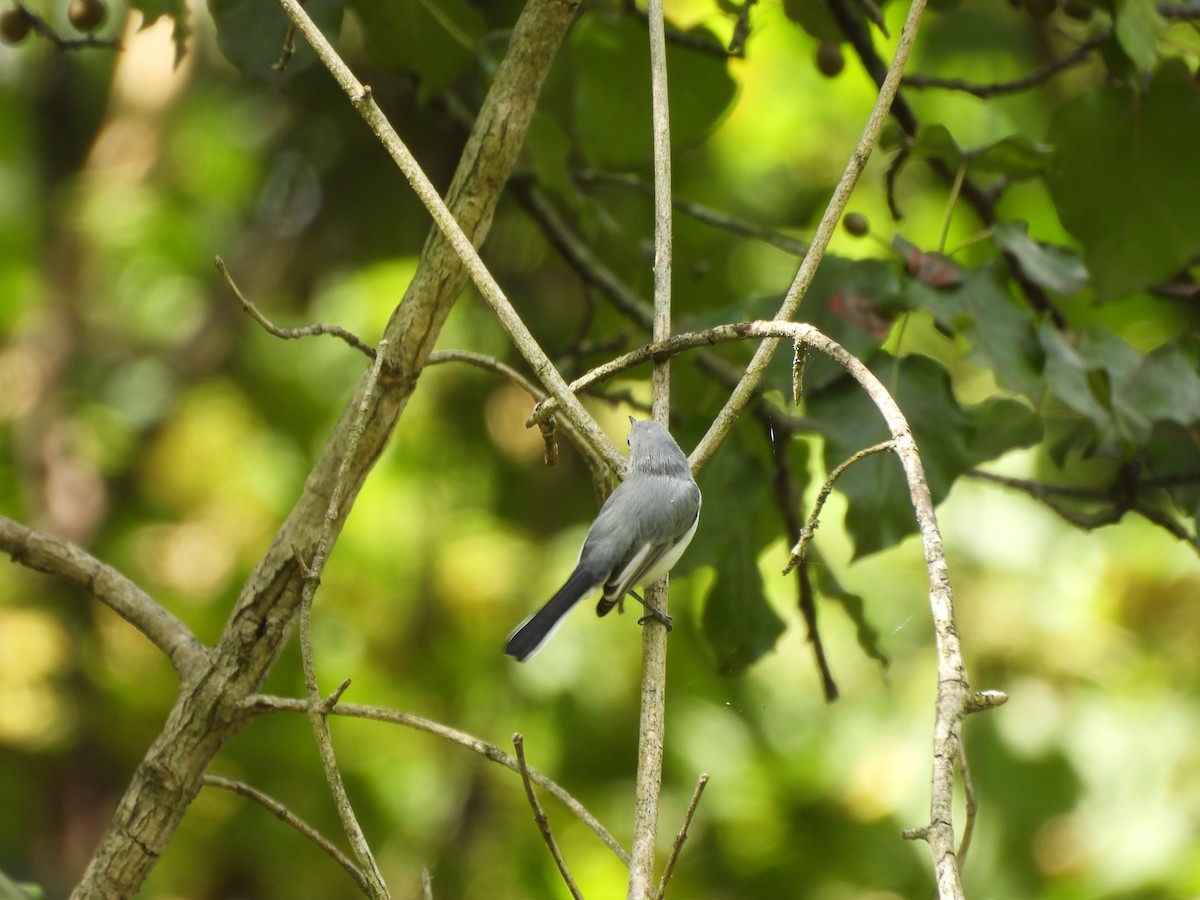Blue-gray Gnatcatcher - ML641268932