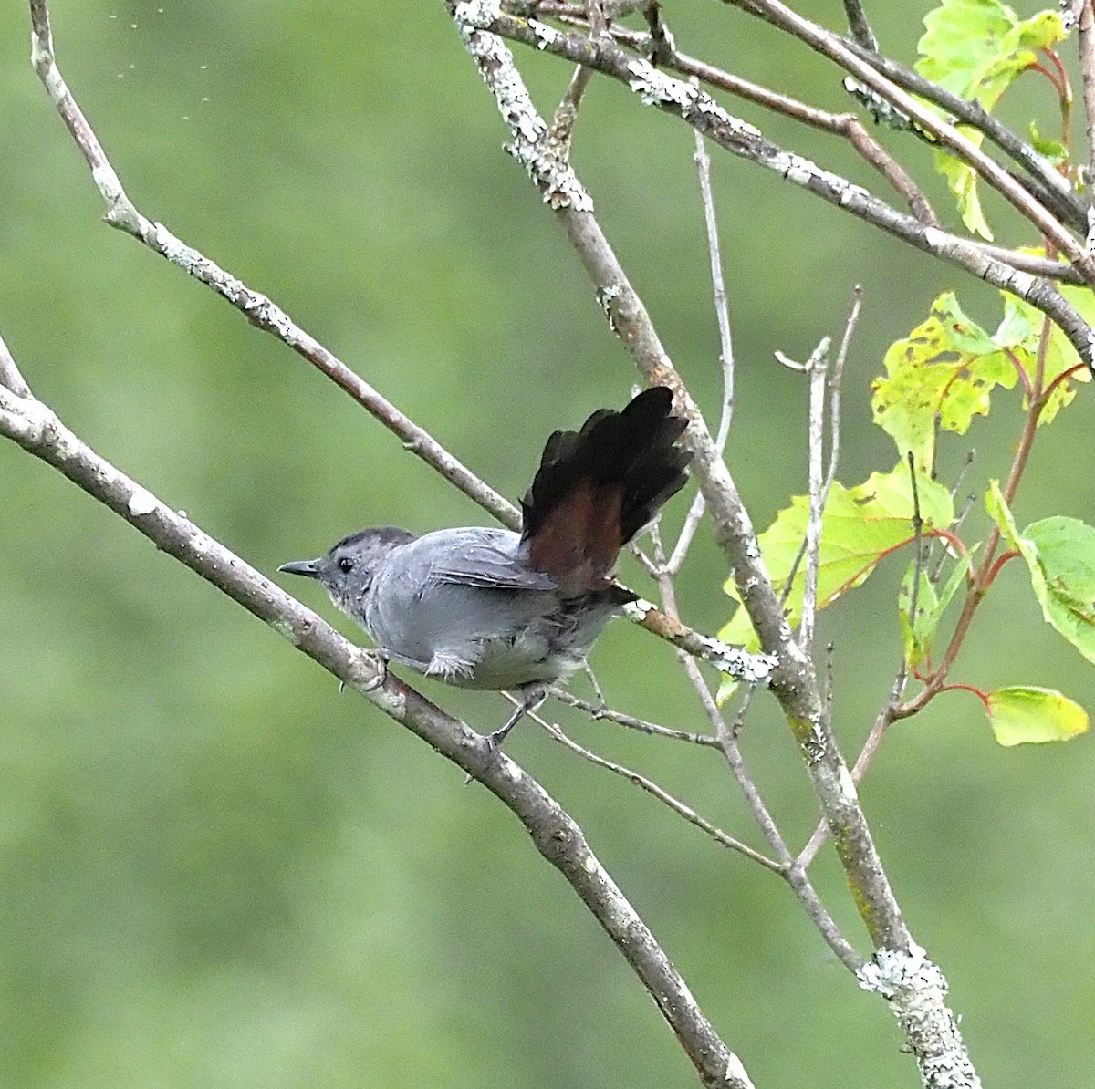Gray Catbird - ML641268934