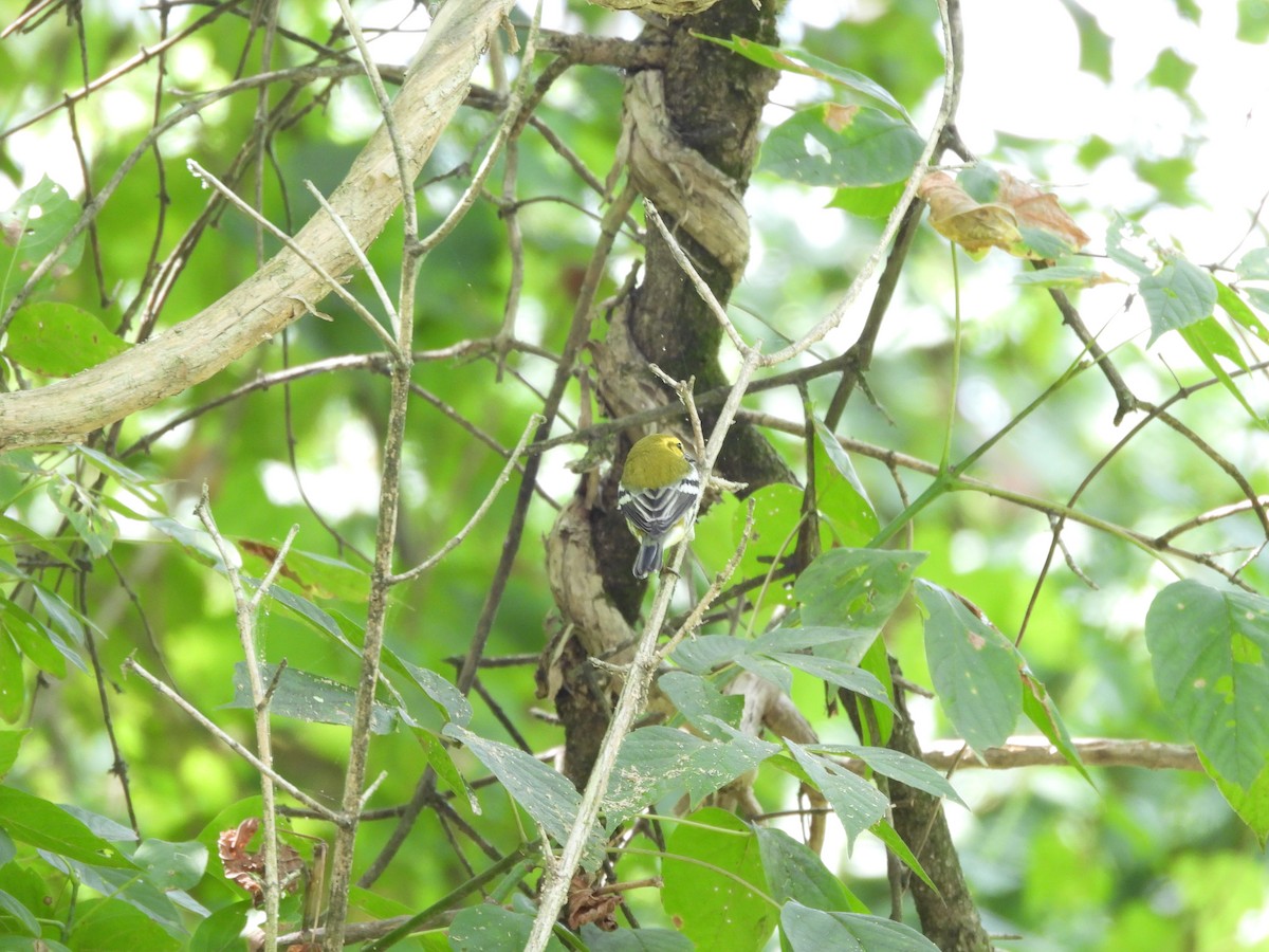 Black-throated Green Warbler - ML641268959
