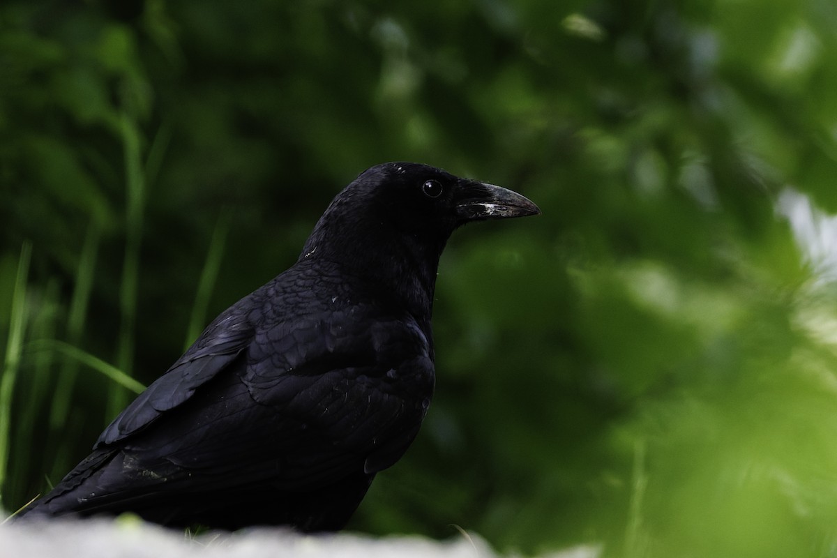 Common Raven - ML641268971