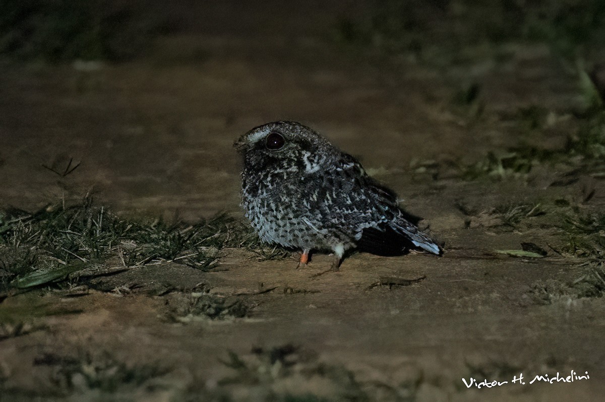 カマバネヨタカ - ML641268972