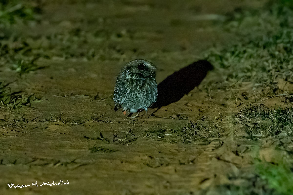 カマバネヨタカ - ML641268977