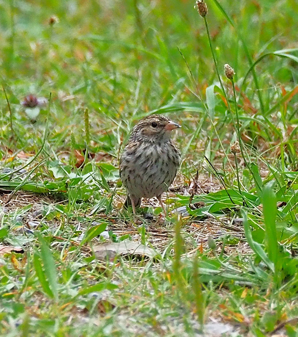 Chipping Sparrow - ML641268983