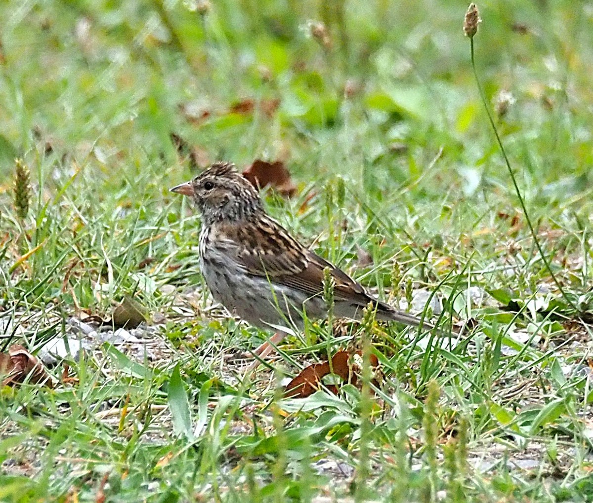Chipping Sparrow - ML641268984