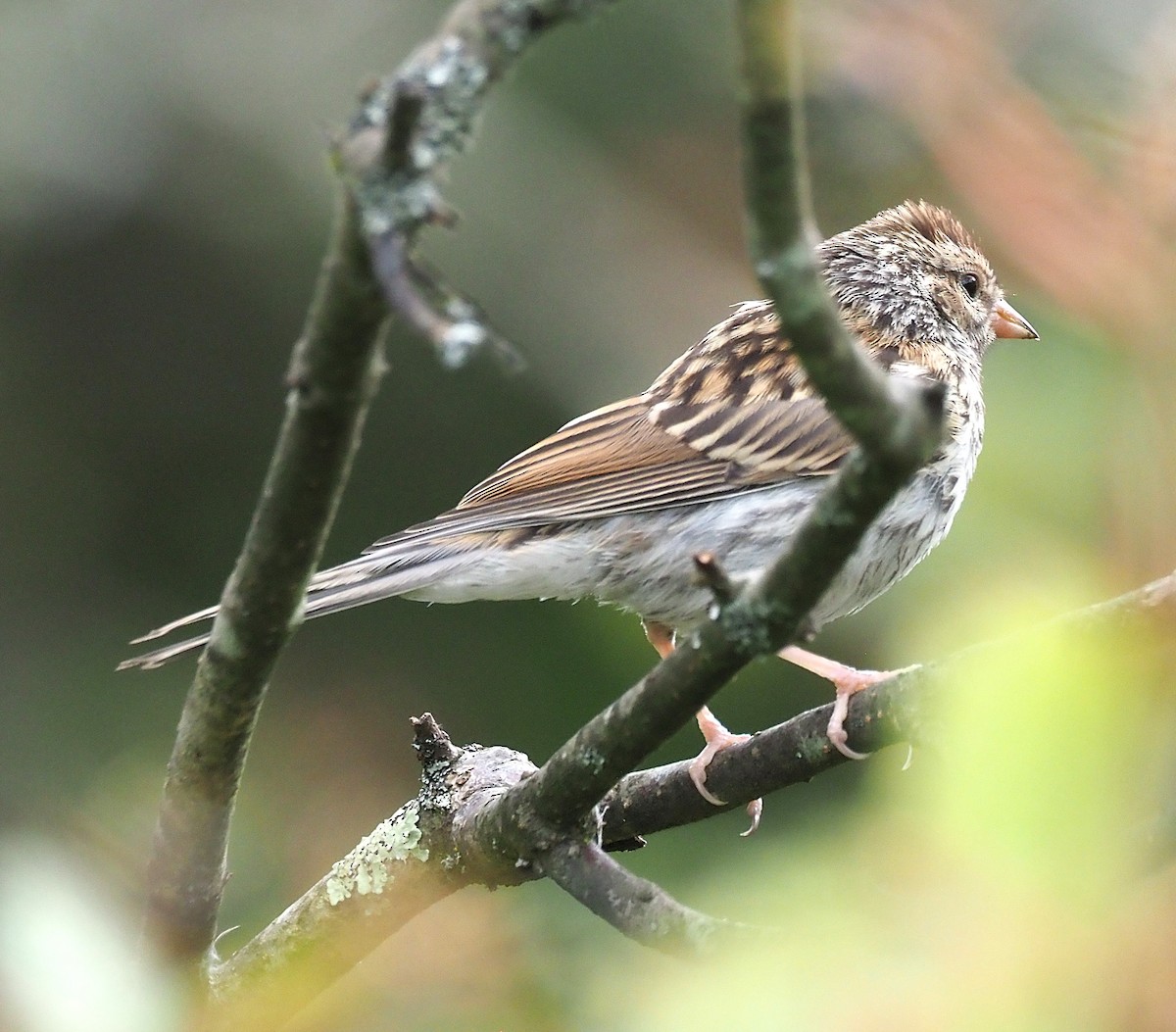 Chipping Sparrow - ML641268985