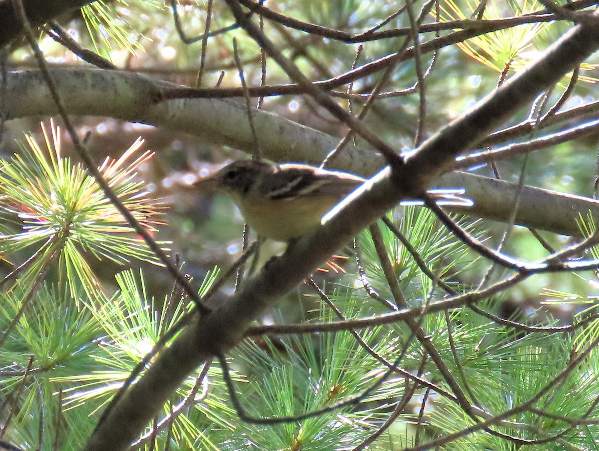Pine Warbler - ML641269037