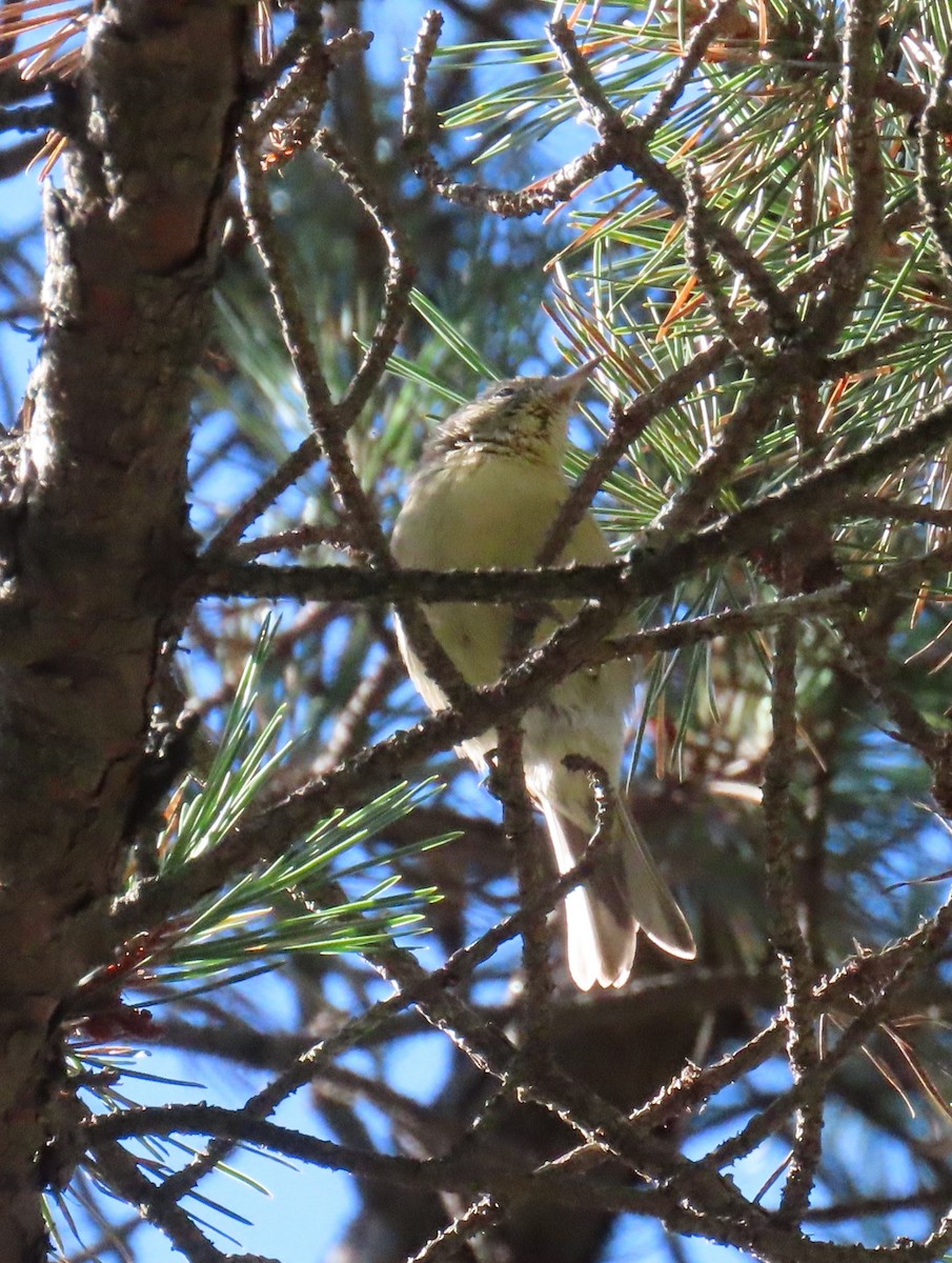 Pine Warbler - ML641269038