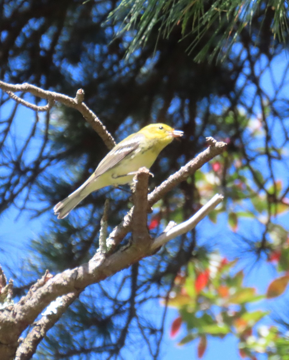 Pine Warbler - ML641269039