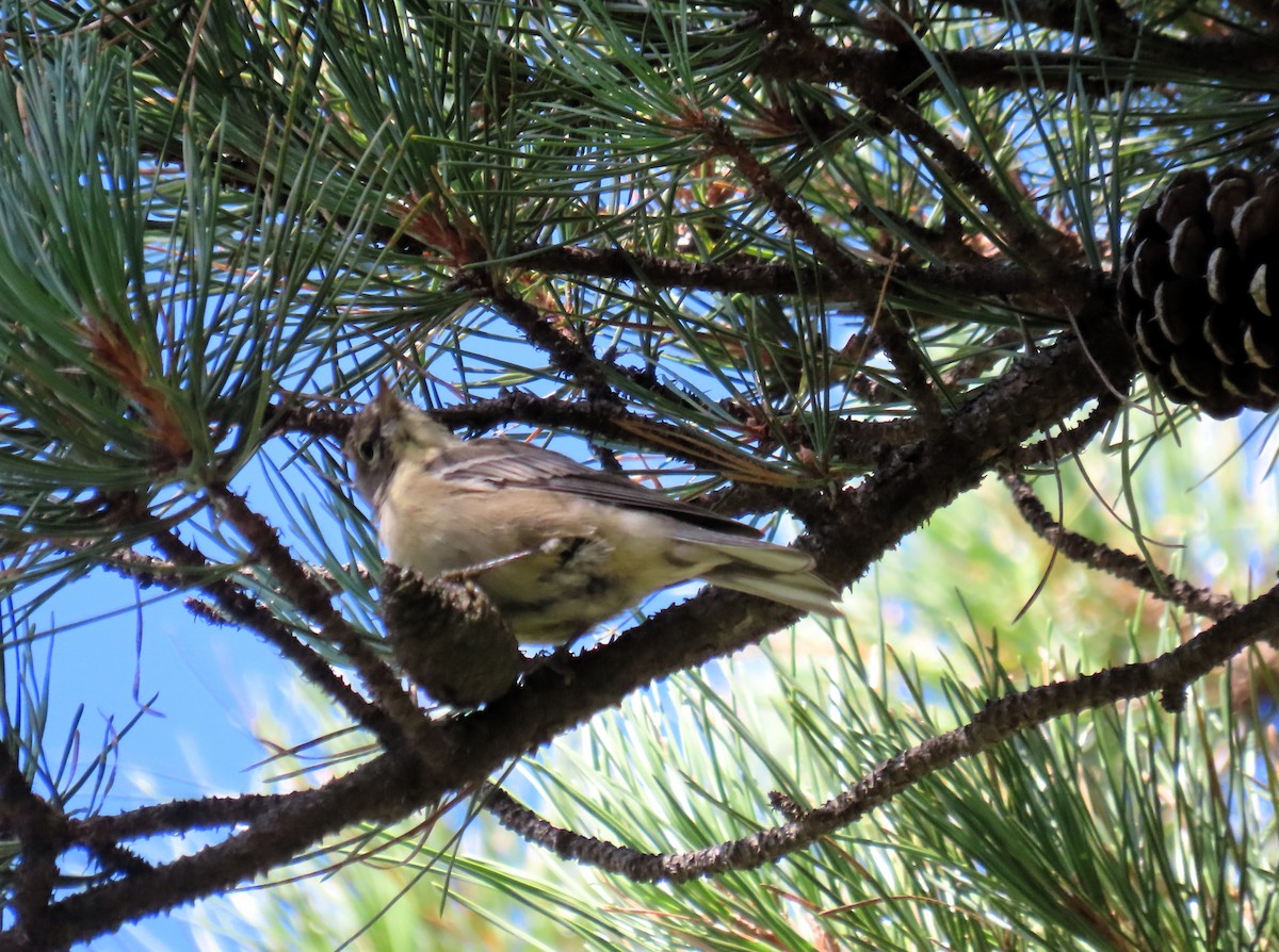 Pine Warbler - ML641269040